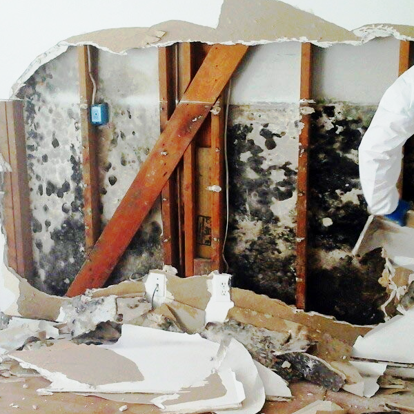 Mold-Removal-img
